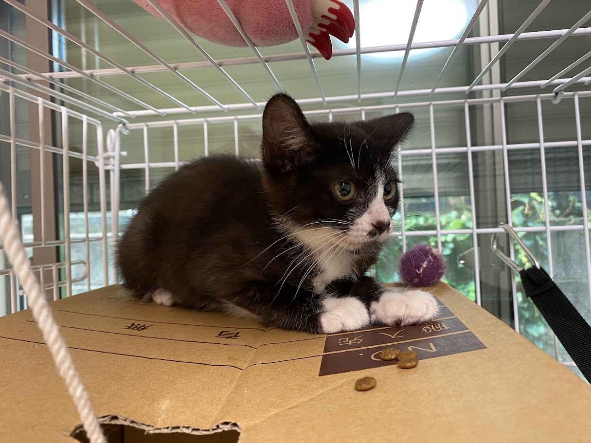 ���ѐH�ׂ悤�������Ă�͂���